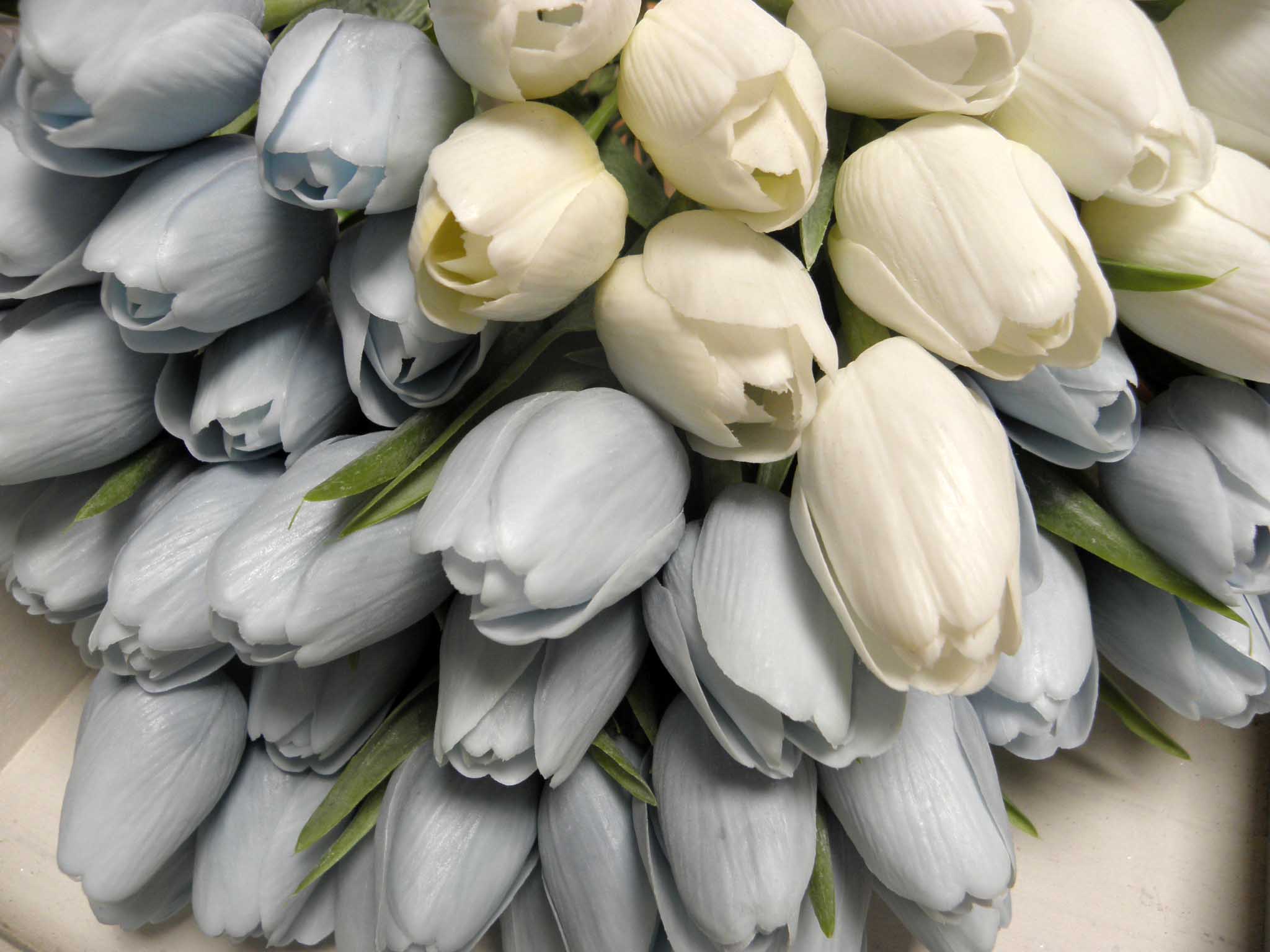 TULIPÁNY - SVĚTLE ŠEDÉ