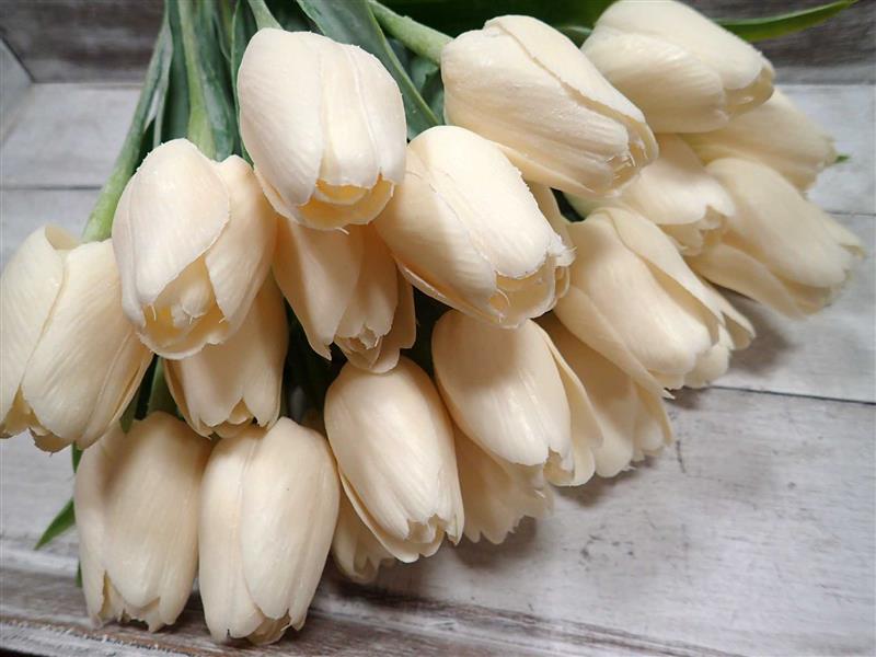 TULIPÁNY - KRÉMOVÉ