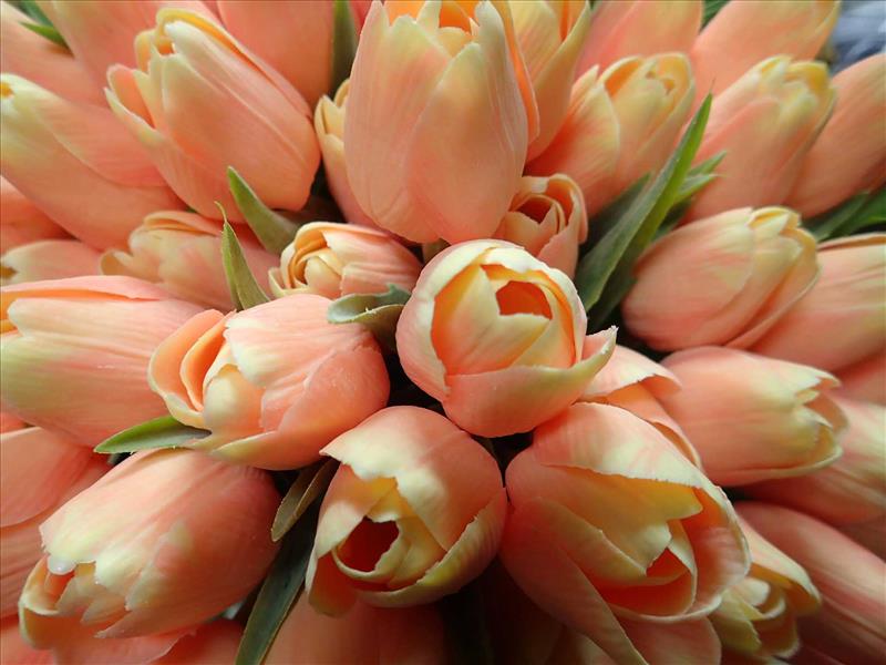 TULIPÁNY - LOSOSOVÉ