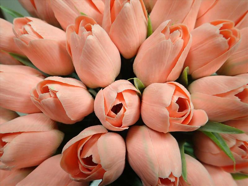 TULIPÁNY - KORÁLOVÉ