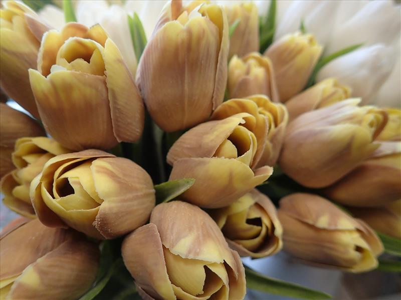 TULIPÁNY - HNĚDOŽLUTÉ