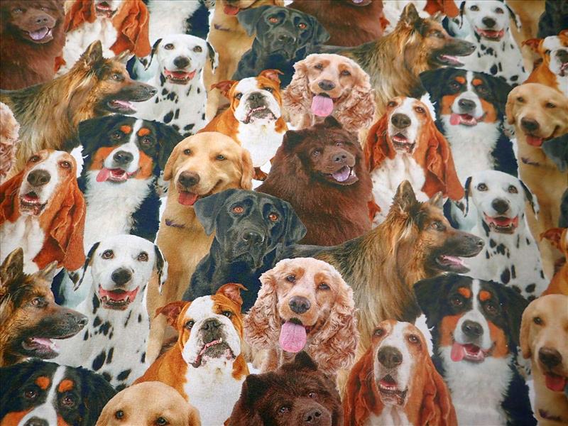 LÁTKA - PEJSKOVÉ - FOTOTISK