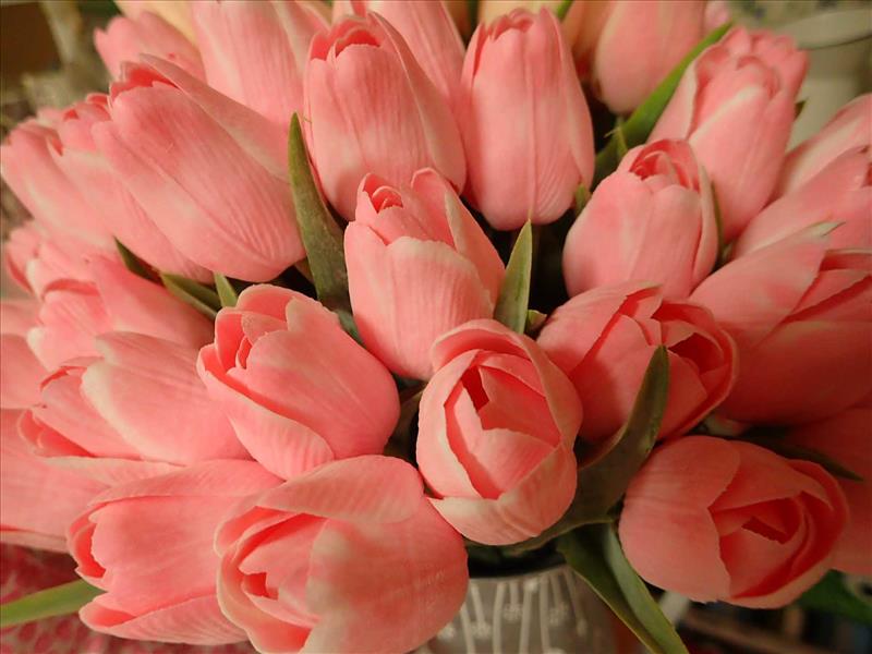 TULIPÁNY - SVĚTLE RŮŽOVÉ